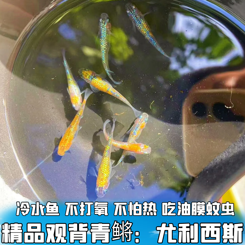 冷水鱼观赏鱼尤利西斯观背青鳉鱼