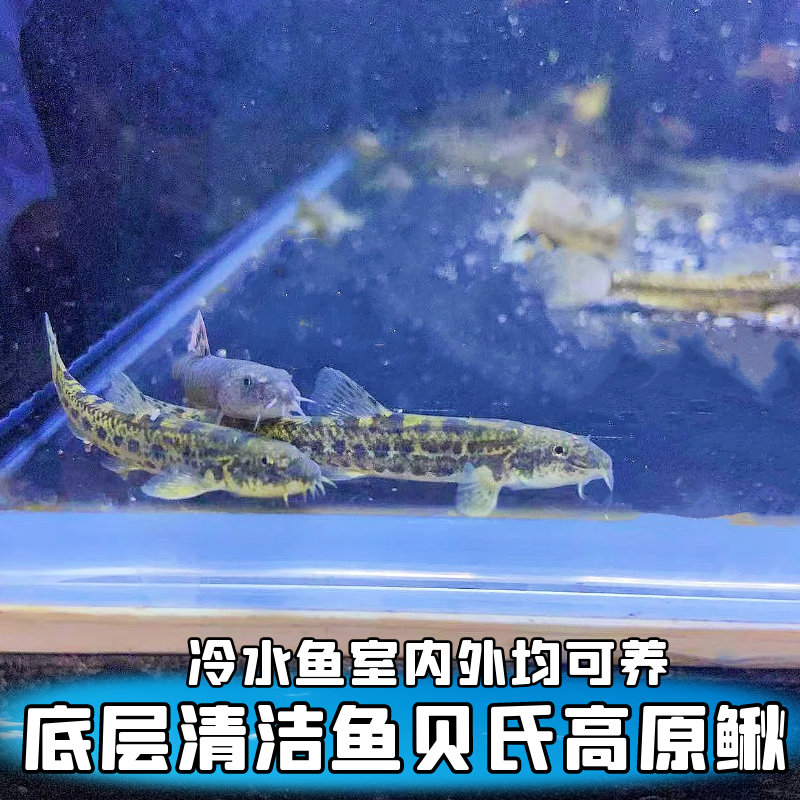 淡水冷水鱼清道夫观赏鱼活鱼除藻