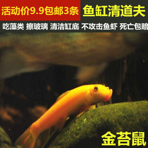 清道夫不吃活鱼吃垃圾擦玻璃淡水