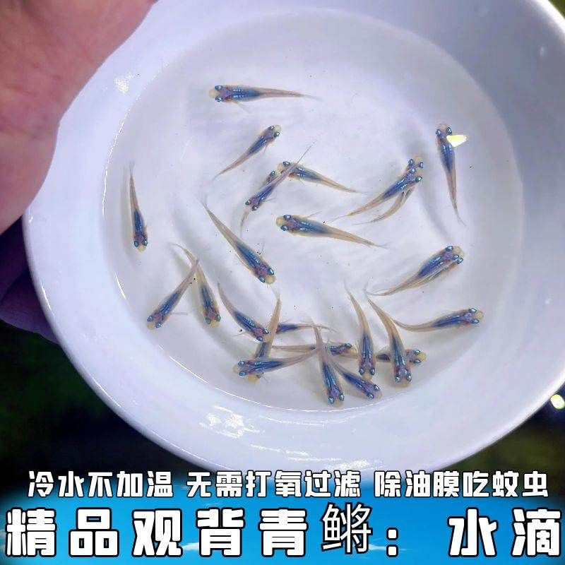 活体观赏鱼水滴观背青鳉古法养殖