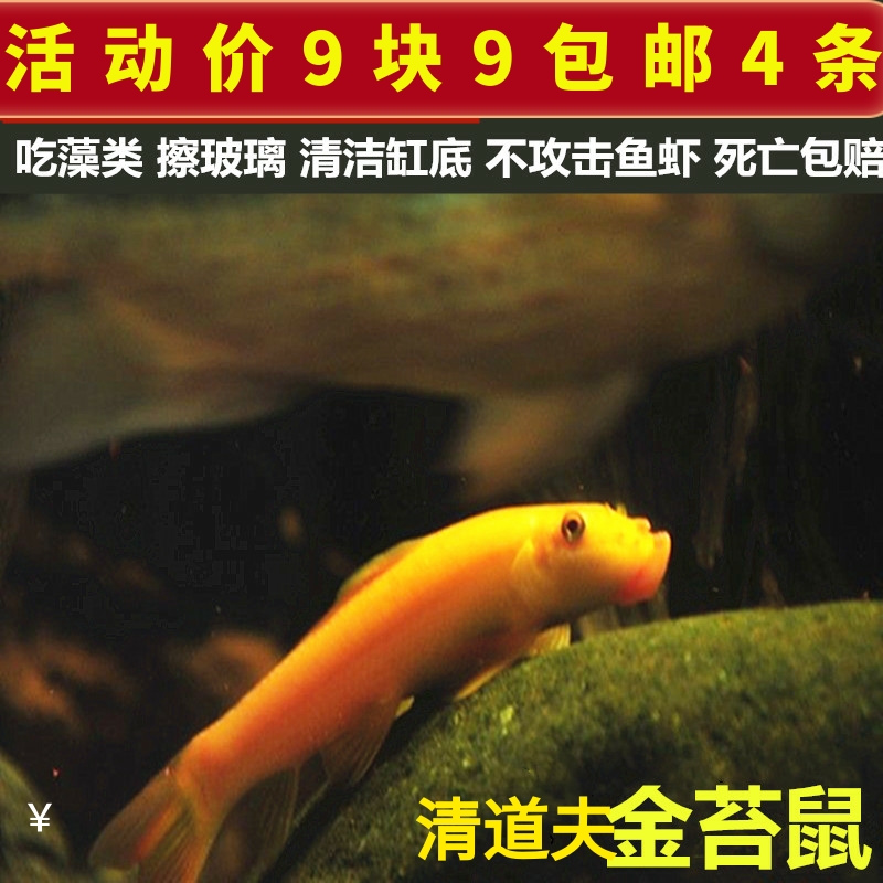 青苔鼠金苔鼠鱼观赏鱼花椒鼠清道夫鼠鱼鱼缸除藻鱼清洁鱼活体鱼包 - 封面