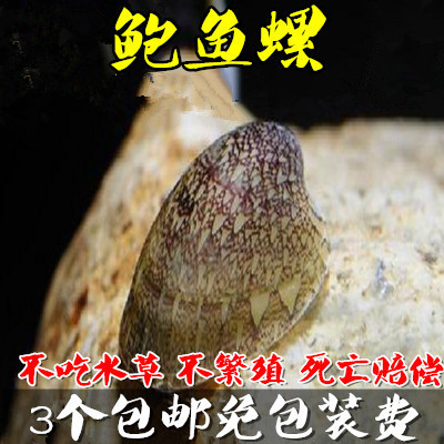 黑金刚活体包邮鲍鱼螺