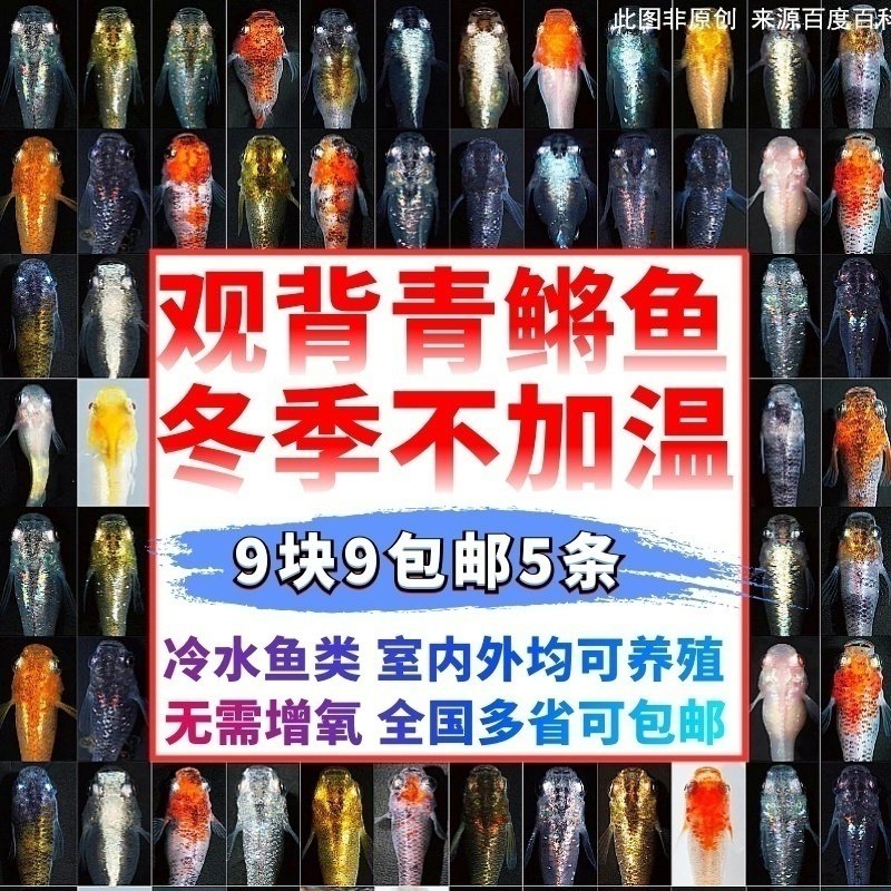 观背青鳉观赏鱼魔法鱼冷水鱼小型锦鲤金鱼淡水鱼不打氧好养活体鱼