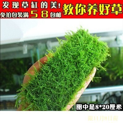 活体水草前景爬地莫斯moss