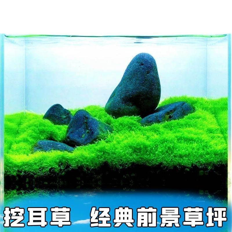 前景草坪挖耳草无菌杯矮珍珠草缸造景活体水草缸生态造景无藻无螺