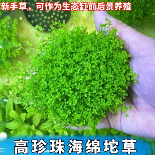 新手真水草高珍珠草无菌杯好养的