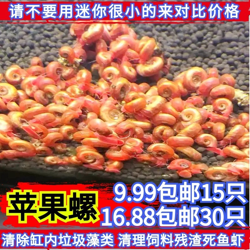 新都水景清洁活螺清洁能力强实惠