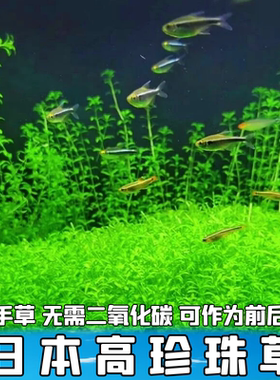 高珍珠好养新手迷你无需CO2好养