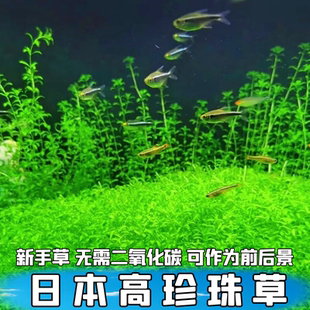 新手真水草日本高珍珠草无需CO2淡水无菌杯前景草古法缸草好养草