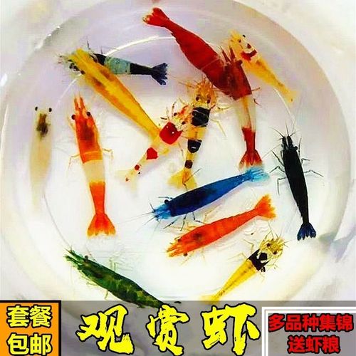 观赏虾樱花极火水晶蓝丝绒除藻虾