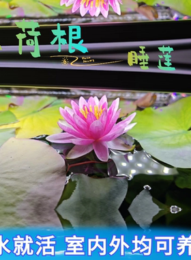 水培植物睡莲红荷根荷花南美缸水草水莲花卉盆栽池塘碗莲种根花苞