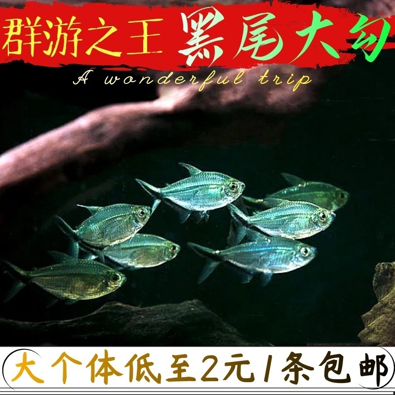 黑尾大勾好养淡水鱼包邮