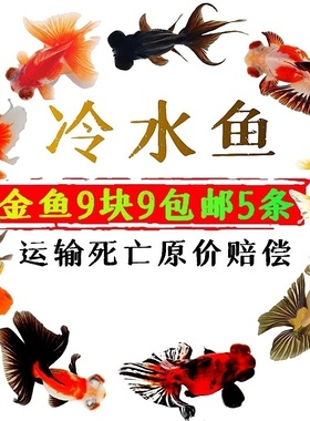 活体观赏鱼冷水鱼金鱼锦鲤淡水鱼鱼苗风水鱼新手鱼龙睛兰寿草金鱼
