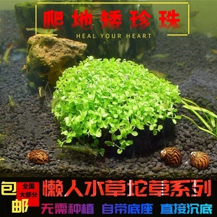 活体真水草草缸水草爬地矮珍珠迷你牛毛草迷你矮珍珠鱼缸草坪包邮