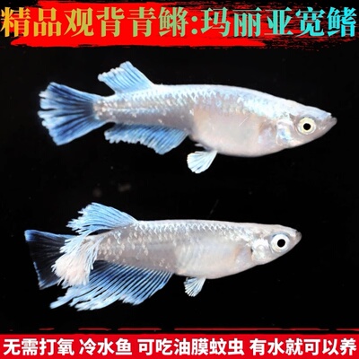 观背青无需打氧观背青鳉冷水淡水