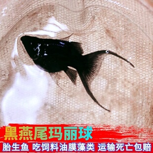 活体观赏淡水鱼黑燕尾玛丽鱼米奇孔雀胎生鱼除油膜除藻新手风水鱼
