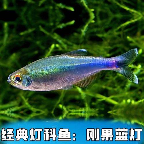活体观赏鱼灯科鱼刚果蓝灯红绿灯宝莲灯斑马鱼新手群游鱼淡水小鱼