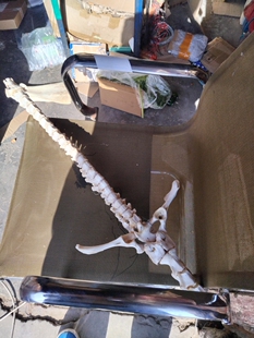 骨剑诸葛渊脊骨剑标本工艺品结实