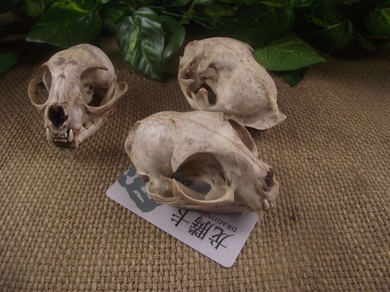 招财头骨标本化石工艺品守财标本模具保平挂件摆件真品人气宝贝