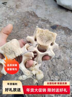 牛羊脊椎骨标本小爱心孔自然头骨装饰骨架玩具收藏拼装练手材料包