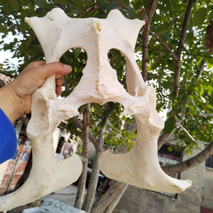 牛头骨工艺品牦牛头装坐骨一套纯天然真牛羊头骨标本背壁挂件墙饰