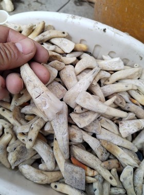 现拔真牛牙项链情侣牙吊坠儿童黑牙饰品手链男女士骨质汪汪牙