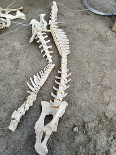 牛山羊脊椎骨标本完整一组脊柱标本医学研究饰品制作脊骼骨架拼装