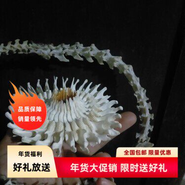 白骨生花标本摆件装饰骨头骨架鱼缸造景装饰水族馆个性成品万圣节