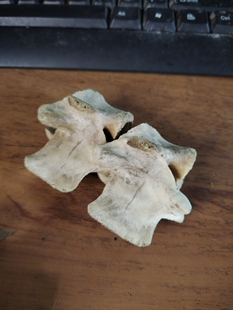 牛羊脊椎骨标本制作脊柱标本医学研究.饰品制作脊椎骼骨架拼装接