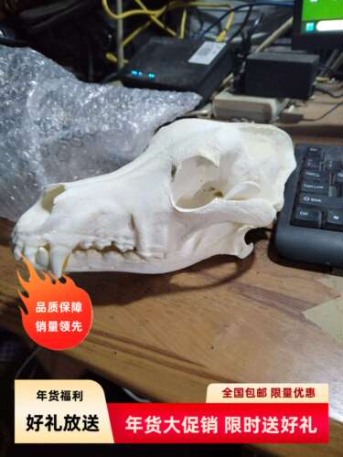 超大头骨标本15-23厘米左右精品脱脂全品收获模型造景科研