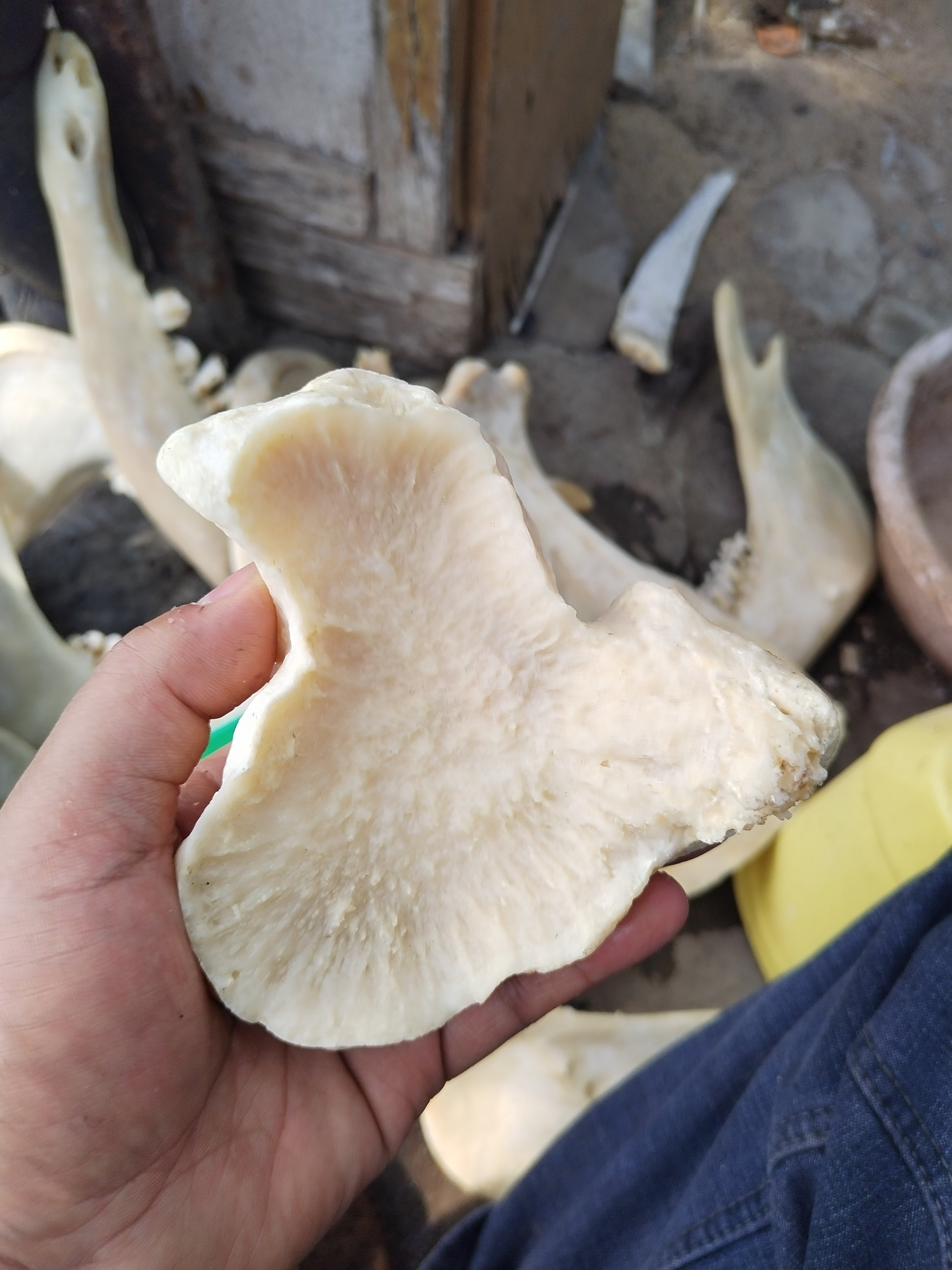 牦牛骨腿骨奥运火炬造型手工制作摆件收藏骨骼动物完整大腿骨膝盖,文具电教/文化用品/商务用品,教学标本/模型,淘宝优惠券,粉丝福利购,淘宝优惠卷