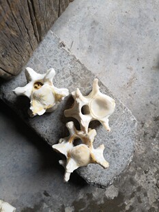 牛羊脊椎骨标本小爱心孔自然头骨装饰骨架玩具收藏拼装练手材料包