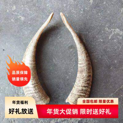 山羊角真的山羊角标本