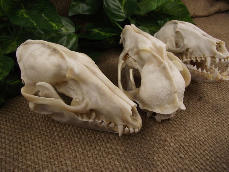 标本 礼品风水摆件头骨骼真骷髅化石真装饰动物店diy家居饰品