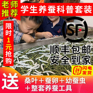 蚕卵幼虫1龄234送工具嫩桑叶鹅毛 蚕宝宝活体春蚕儿童学生养蚕套装