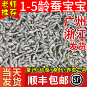 蚕宝宝活体春蚕蚕卵学生养蚕套装 科学养蚕小蚕1龄234龄送新鲜桑叶