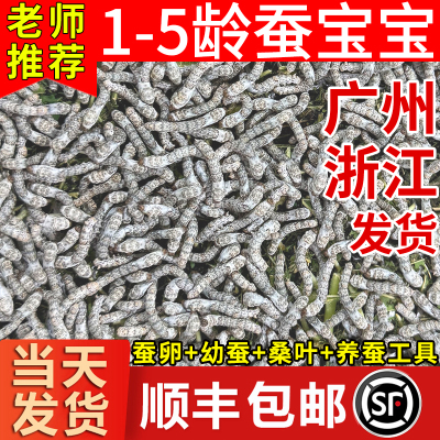 蚕宝宝活体春蚕蚕卵学生养蚕套装科学养蚕小蚕1龄234龄送新鲜桑叶