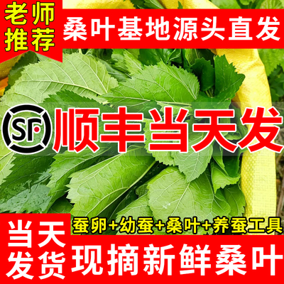 新鲜现摘桑叶学生蚕宝宝饲料