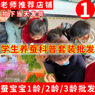 蚕宝宝活体幼蚕学生养蚕套装1龄23采购新鲜桑叶配件工具批发包邮