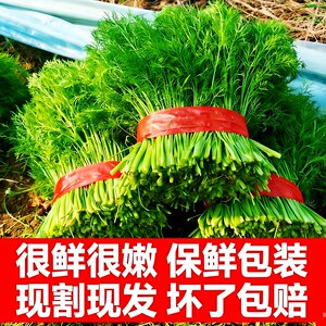 不带根鲜嫩小茴香饺子包子馅