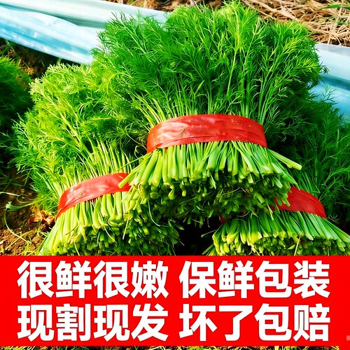 不带根鲜嫩小茴香饺子包子馅