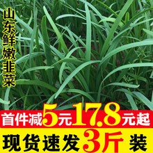 韭菜新鲜3斤山东农家自种韭菜盒韭菜现割发货无公害绿色蔬菜