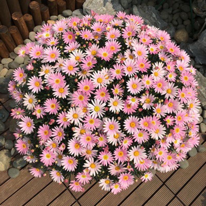 小雏菊花种子四季开花室内外易活盆栽花卉庭院植物耐寒鲜花种籽子