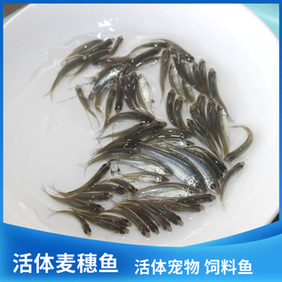 淡水活体冷水麦穗小龙鱼乌龟角蛙鲜活开口观赏鱼饲宠物高蛋白饲料