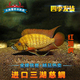 红翅虎包活 红赤珍珠虎F1 冲冠特惠 德系进口非洲三湖慈鲷