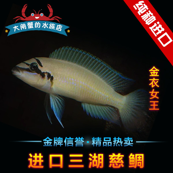 三湖慈鲷坦鲷燕尾金衣布里热带鱼