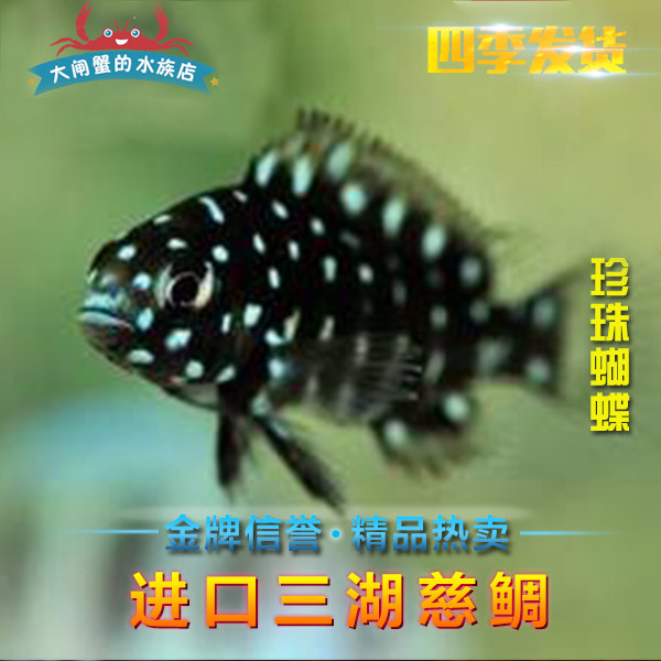 进口三湖慈鲷坦鲷 珍珠蝴蝶鱼 观赏热带鱼 蓝面珍珠蝴蝶鱼 活体