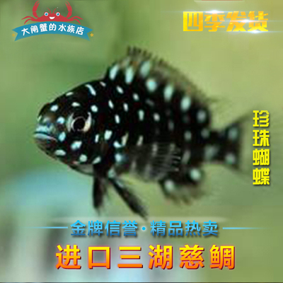 进口三湖慈鲷观赏蓝面珍珠热带鱼
