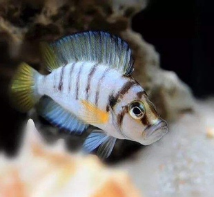 进口三湖慈鲷坦鲷黄金虎金头虎贝壳虎活体