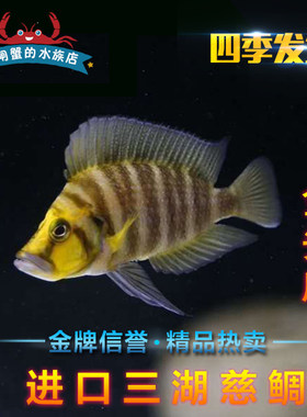 冲冠特惠金头珍珠虎野生活体坦鲷